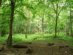Hangbois woods